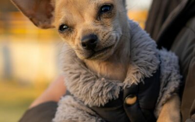 Perro de Servicio, Apoyo Emocional o Terapia: ¿Cuál es la diferencia y cómo proteger tus derechos?