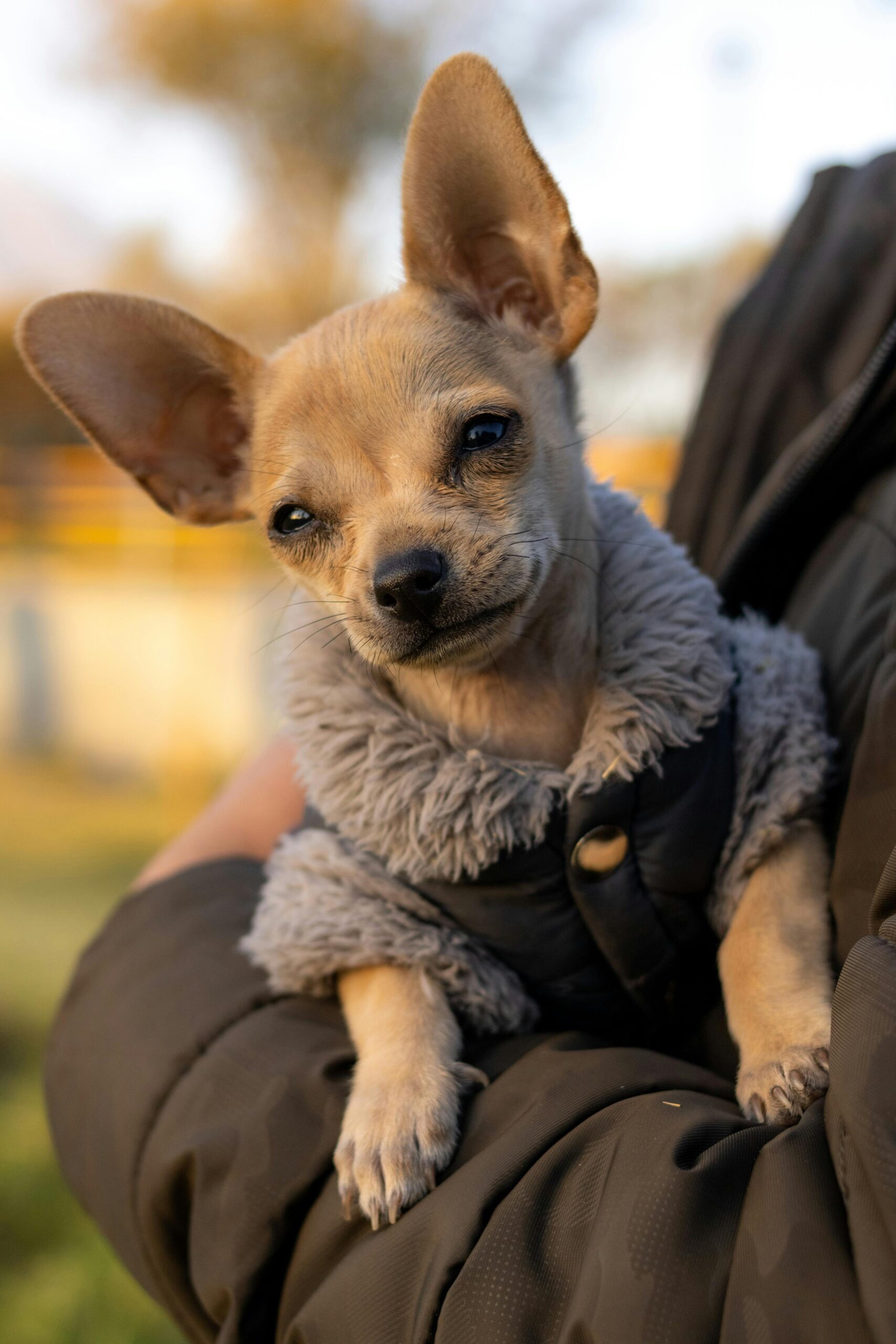 chihuahua asistencia