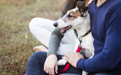 Todo lo que necesitas saber sobre la certificación de perro de servicio en México
