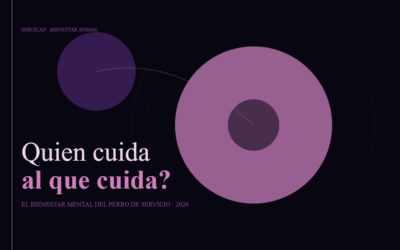 ¿Quién cuida al que cuida? El bienestar mental del perro de servicio